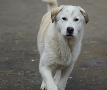 FABRICE, Hund, Mischlingshund in Eldingen - Bild 3