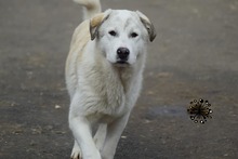 FABRICE, Hund, Mischlingshund in Eldingen - Bild 4