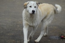 FABRICE, Hund, Mischlingshund in Eldingen - Bild 6