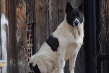 KATASHI, Hund, Mischlingshund in Eldingen - Bild 1