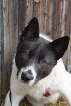 KATASHI, Hund, Mischlingshund in Eldingen - Bild 15