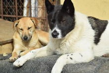 KATASHI, Hund, Mischlingshund in Eldingen - Bild 2