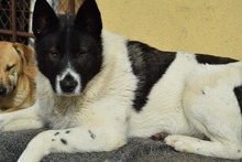KATASHI, Hund, Mischlingshund in Eldingen - Bild 3