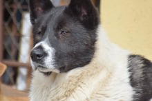 KATASHI, Hund, Mischlingshund in Eldingen - Bild 4