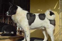 KATASHI, Hund, Mischlingshund in Eldingen - Bild 5