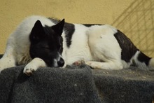 KATASHI, Hund, Mischlingshund in Eldingen - Bild 6