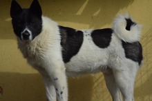 KATASHI, Hund, Mischlingshund in Eldingen - Bild 7