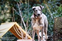 SERAM, Hund, Mischlingshund in Bergneustadt - Bild 12