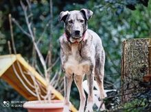SERAM, Hund, Mischlingshund in Bergneustadt - Bild 13