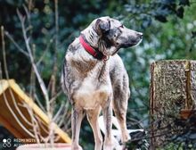 SERAM, Hund, Mischlingshund in Bergneustadt - Bild 14