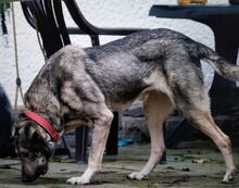 SERAM, Hund, Mischlingshund in Bergneustadt - Bild 16