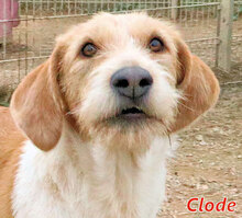 CLODE, Hund, Mischlingshund in Italien - Bild 1