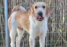 CLODE, Hund, Mischlingshund in Italien - Bild 5