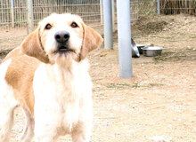 CLODE, Hund, Mischlingshund in Italien - Bild 6