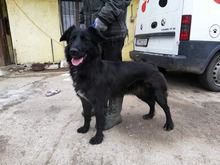 FREDA, Hund, Mischlingshund in Slowakische Republik - Bild 1