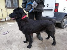 FREDA, Hund, Mischlingshund in Slowakische Republik - Bild 2