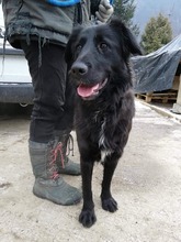 FREDA, Hund, Mischlingshund in Slowakische Republik - Bild 3