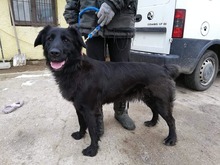 FREDA, Hund, Mischlingshund in Slowakische Republik - Bild 5