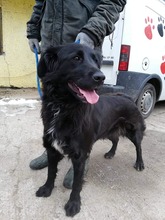 FREDA, Hund, Mischlingshund in Slowakische Republik - Bild 6