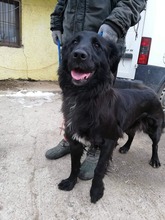 FREDA, Hund, Mischlingshund in Slowakische Republik - Bild 7