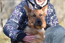 LISA, Hund, Mischlingshund in Ungarn - Bild 1