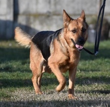 LISA, Hund, Mischlingshund in Ungarn - Bild 2