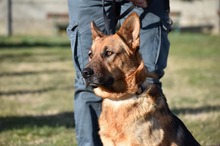 LISA, Hund, Mischlingshund in Ungarn - Bild 3