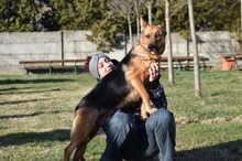 LISA, Hund, Mischlingshund in Ungarn - Bild 4