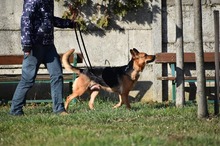 LISA, Hund, Mischlingshund in Ungarn - Bild 5