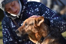 LISA, Hund, Mischlingshund in Ungarn - Bild 7