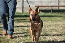 LISA, Hund, Mischlingshund in Ungarn - Bild 8