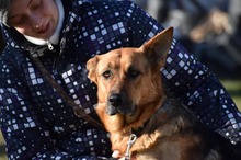 LISA, Hund, Mischlingshund in Ungarn - Bild 9