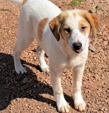 VALEA, Hund, Mischlingshund in Griechenland - Bild 1