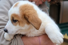 VALEA, Hund, Mischlingshund in Griechenland - Bild 10