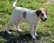 VALEA, Hund, Mischlingshund in Griechenland - Bild 12