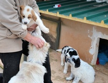 VALEA, Hund, Mischlingshund in Griechenland - Bild 13