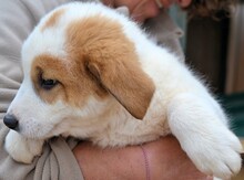 VALEA, Hund, Mischlingshund in Griechenland - Bild 14