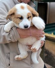 VALEA, Hund, Mischlingshund in Griechenland - Bild 15