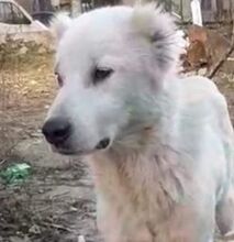 VALEA, Hund, Mischlingshund in Griechenland - Bild 16