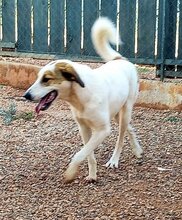 VALEA, Hund, Mischlingshund in Griechenland - Bild 3