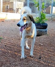 VALEA, Hund, Mischlingshund in Griechenland - Bild 4
