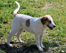 VALEA, Hund, Mischlingshund in Griechenland - Bild 7