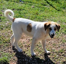 VALEA, Hund, Mischlingshund in Griechenland - Bild 9