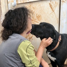 LINUS, Hund, Mischlingshund in Griechenland - Bild 1
