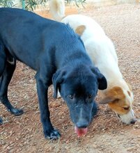LINUS, Hund, Mischlingshund in Griechenland - Bild 11