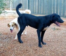 LINUS, Hund, Mischlingshund in Griechenland - Bild 12
