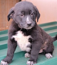 LINUS, Hund, Mischlingshund in Griechenland - Bild 14