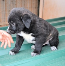 LINUS, Hund, Mischlingshund in Griechenland - Bild 19