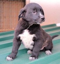 LINUS, Hund, Mischlingshund in Griechenland - Bild 20