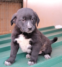 LINUS, Hund, Mischlingshund in Griechenland - Bild 21